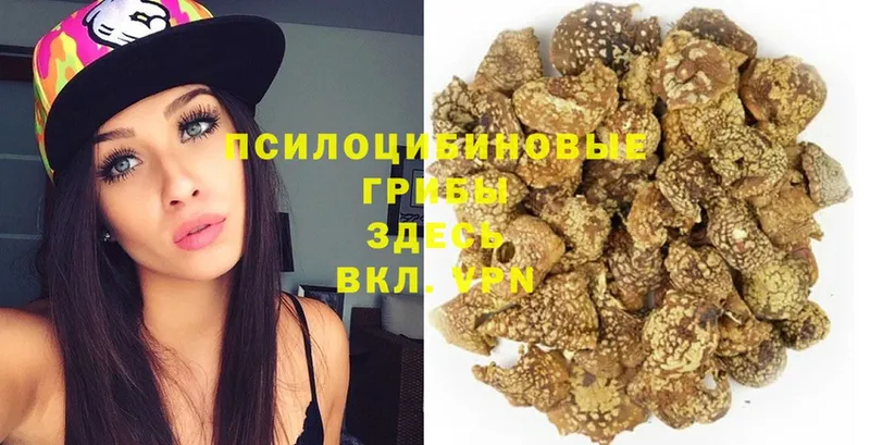 где купить наркотик  Новотитаровская  Псилоцибиновые грибы Magic Shrooms 